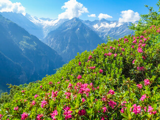 Fototapeta premium Zillertaler Alpen - blühende Alpenrose