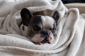 Black and white french bulldog sleeping with white blanket on top. close up