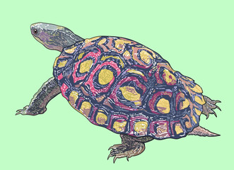 Wood ornate turtle drawing, beautiful, art.illustration, vector