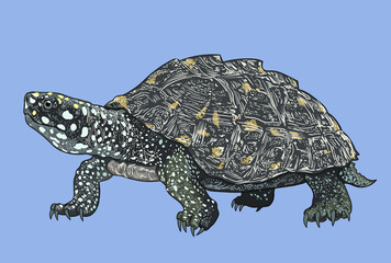 Black spotted turtle drawing, rare turtle, art.illustration, vector