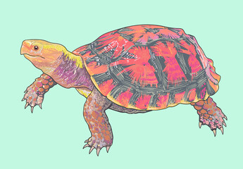 Hybrid turtle drawing, rare turtle, art.illustration, vector