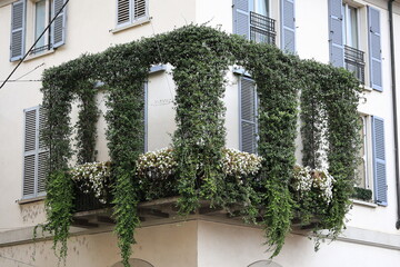 Balcony with shutters covered with ivy