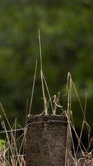 grasshopper on the grass