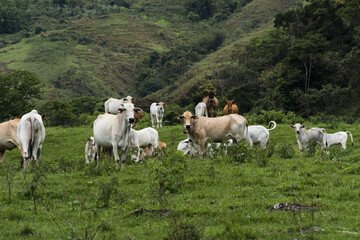 Fototapeta premium Cattle grazing in the pasture with mountains in the background. Oxen, cows and calves together. Sana, mountainous region of Rio de Janeiro