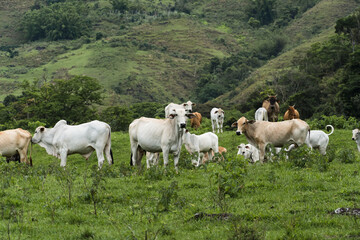 Fototapeta na wymiar Cattle grazing in the pasture with mountains in the background. Oxen, cows and calves together. Sana, mountainous region of Rio de Janeiro