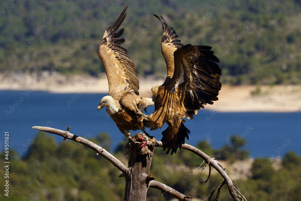 Poster One griffon vulture (Gyps fulvus) sitting on the branch and the other flies to the prey with colorful background. Vultures with lake and mountains in the background. Pair of vultures on the dry tree.