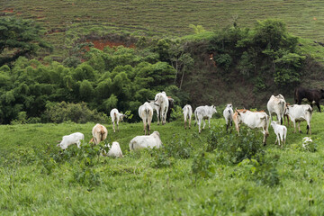 Naklejka premium Cattle grazing in the pasture with mountains in the background. Oxen, cows and calves together. Sana, mountainous region of Rio de Janeiro