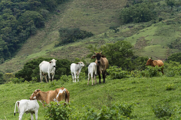 Fototapeta na wymiar Cattle grazing in the pasture with mountains in the background. Oxen, cows and calves together. Sana, mountainous region of Rio de Janeiro
