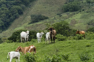 Fotobehang Cattle grazing in the pasture with mountains in the background. Oxen, cows and calves together. Sana, mountainous region of Rio de Janeiro © Diego