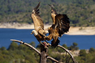 One griffon vulture (Gyps fulvus) sitting on the branch and the other flies to the prey with colorful background. Vultures with lake and mountains in the background. Pair of vultures on the dry tree.