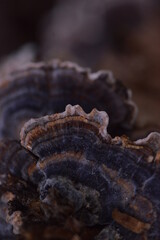 Turkey Tail Mushroom Fungus Fungi