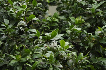 green leaves in the garden