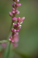 Close Up Macro of a Weed Flower Pink Wildflower 