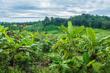 Banana tree and nature landscape
