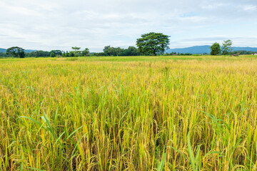 Scenery of harvested rice fields and sky