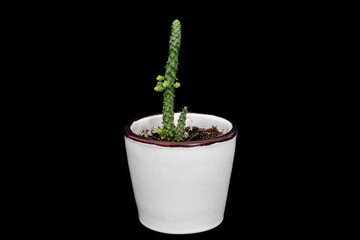 Cactus flower in a white flower pot. Growing plants in pots for home and garden decoration. Isolated black background