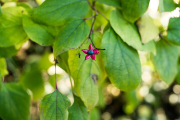 little star-shape flower 