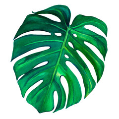 Watercolor drawing of monstera leaf