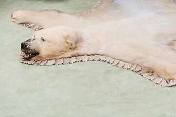 white bear fur with head, hunting trophy, on floor