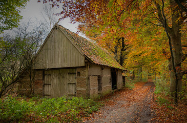 Fototapeta na wymiar old farm in a autumn forest in holland