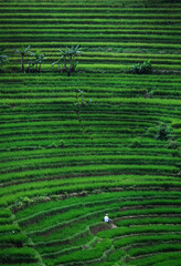 Green rice terraces with farmer in white clothes on Java, Indonesia