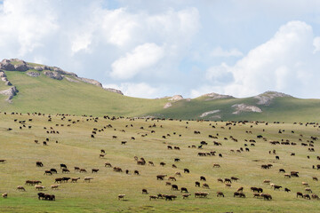 Herds of Grazing Animals in the Valley.
A sprawling valley in Kyrgyzstan is dotted with herds of...