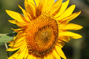 Obraz premium Blooming bright yellow sunflower. Sunflower field at the farm. Ripe sunflower seeds surrounded by yellow leaves in spring.