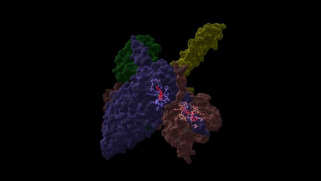 Heat-shock protein 90 dimer (pink-blue)-HSP90 co-chaperone Cdc37 (yellow)-cyclin-dependent kinase 4 (green) complex and ATP (red). Animated 3D cartoon and Gaussian surface models, PDB 5fwk