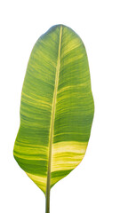 spotted banana leaves isolated on white background