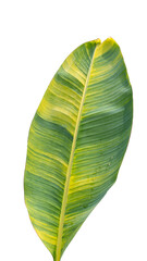 spotted banana leaves isolated on white background