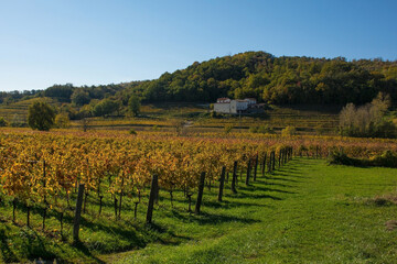 Fototapeta na wymiar The mid-November autumn landscape in a field of grapevines in Cormons near Cividale del Friuli, Udine Province, Friuli-Venezia Giulia, north east Italy 