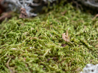 A beautiful strip of green moss on the ground.