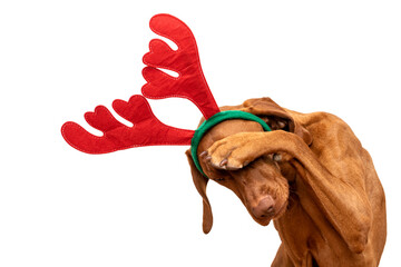 Dog Christmas Present Background. Funny vizsla wearing xmas reindeer antlers covering eyes with...