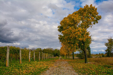 Fototapeta premium The mid-November autumn landscape in the fields of Moimacco near Cividale del Friuli, Udine Province, Friuli-Venezia Giulia, north east Italy 