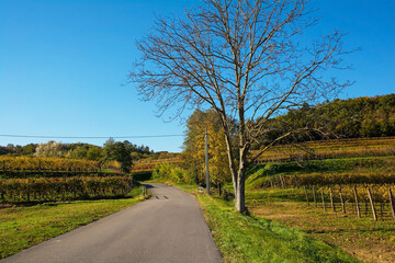 Fototapeta na wymiar The mid-November autumn landscape in the fields near Cormons, Udine Province, Friuli-Venezia Giulia, north east Italy 