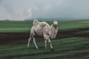 Camel in the mountains
