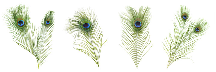 Beautiful bright peacock feathers on white background, collage. Banner design