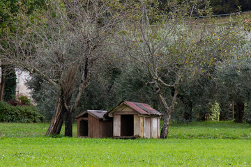 Fototapeta premium Two dog houses in the garden