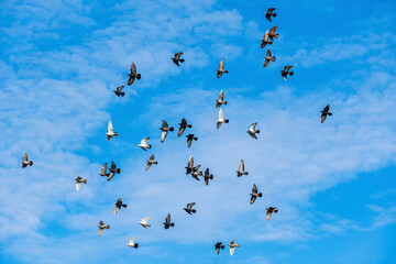 Large flock of multicolored domestic postal and decorative pigeons flies high in blue, cloudy...