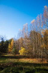 Autumn forest with colorful leaves