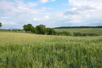 Fototapeta premium The field, the meadow on the background is silent
