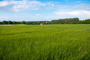 The field, the meadow on the background is silent