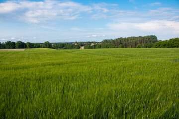 Fototapeta premium The field, the meadow on the background is silent