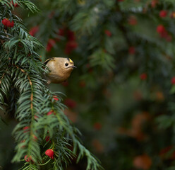 Goldcrest sitting on the yew, one of the smallest birds (Regulus regulus)                         