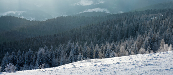 Mountain coniferous pine forest covered with snow, on backdrop of mountains, winter nature background, Carpathians, Ukraine