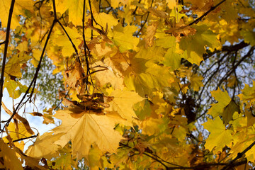 Bright yellow leaves and winged seeds of autumn maple tree