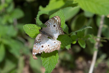 butterfly on leaf