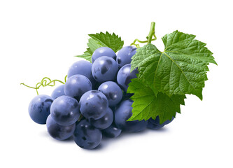 Bunch of dark blue grapes with leaves isolated on white background.