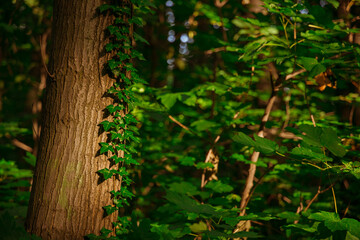 tree foliage in evening sun light forest wood land outdoor environment space local scenic