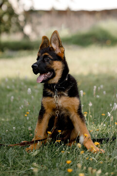 Image of a sitting German Shepherd puppy in a park